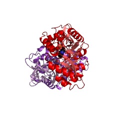 Example Structure of lysine racemase EC#: 5.1.1.5